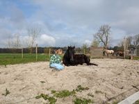 Sessie paardencoaching liggend